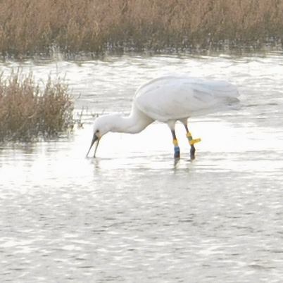 March 2018 - Rye Harbour Nature Reserve Sightings
